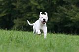DOGUE ARGENTIN 443